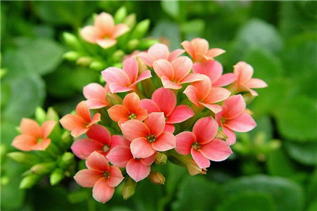 长寿花烂根了怎么办